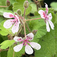 Erodium pelargoniflorum